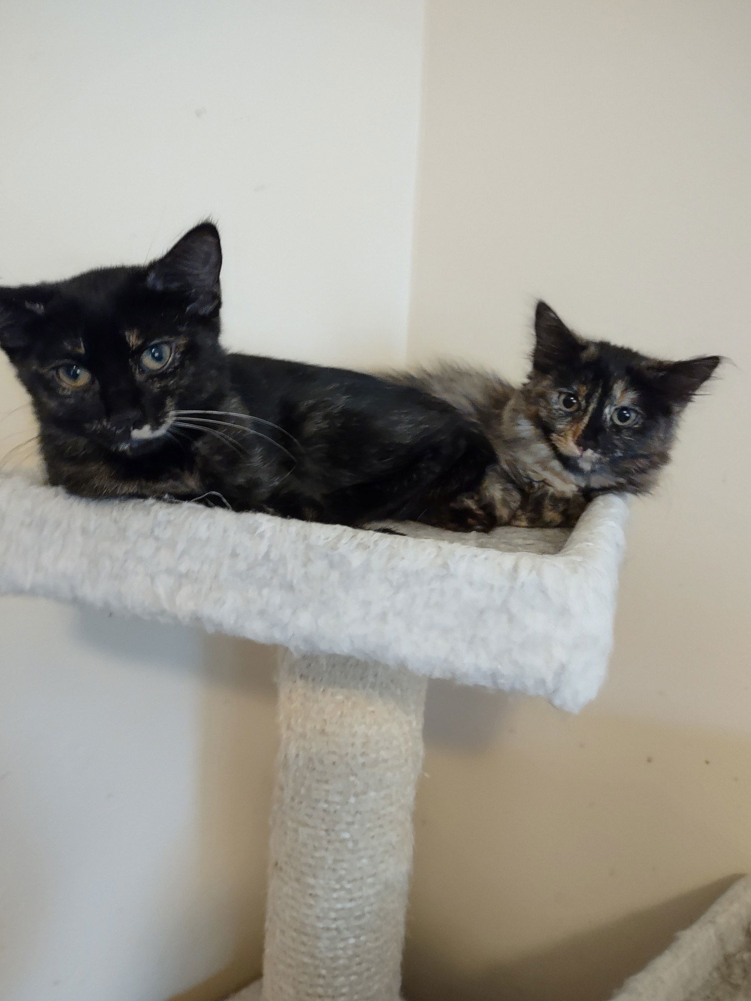 Squirt & Pepsi, an adoptable Tortoiseshell in O'Fallon, MO, 63366 | Photo Image 1