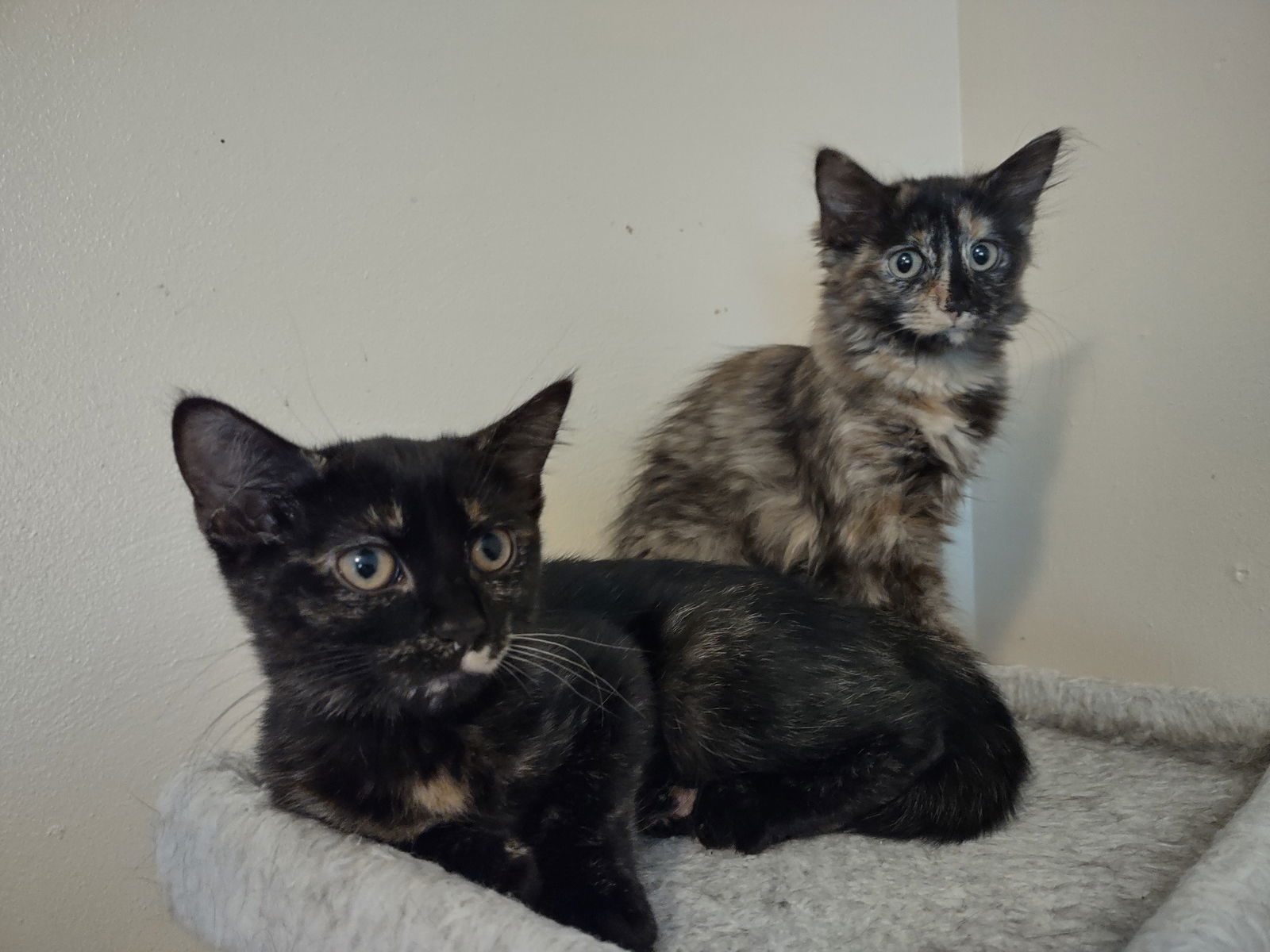 Squirt & Pepsi, an adoptable Tortoiseshell in O'Fallon, MO, 63366 | Photo Image 2