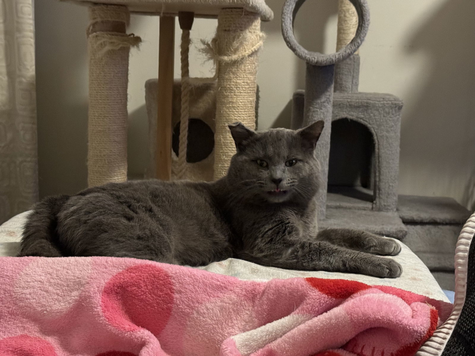 Smokey, an adoptable Domestic Short Hair, British Shorthair in O'Fallon, MO, 63366 | Photo Image 1