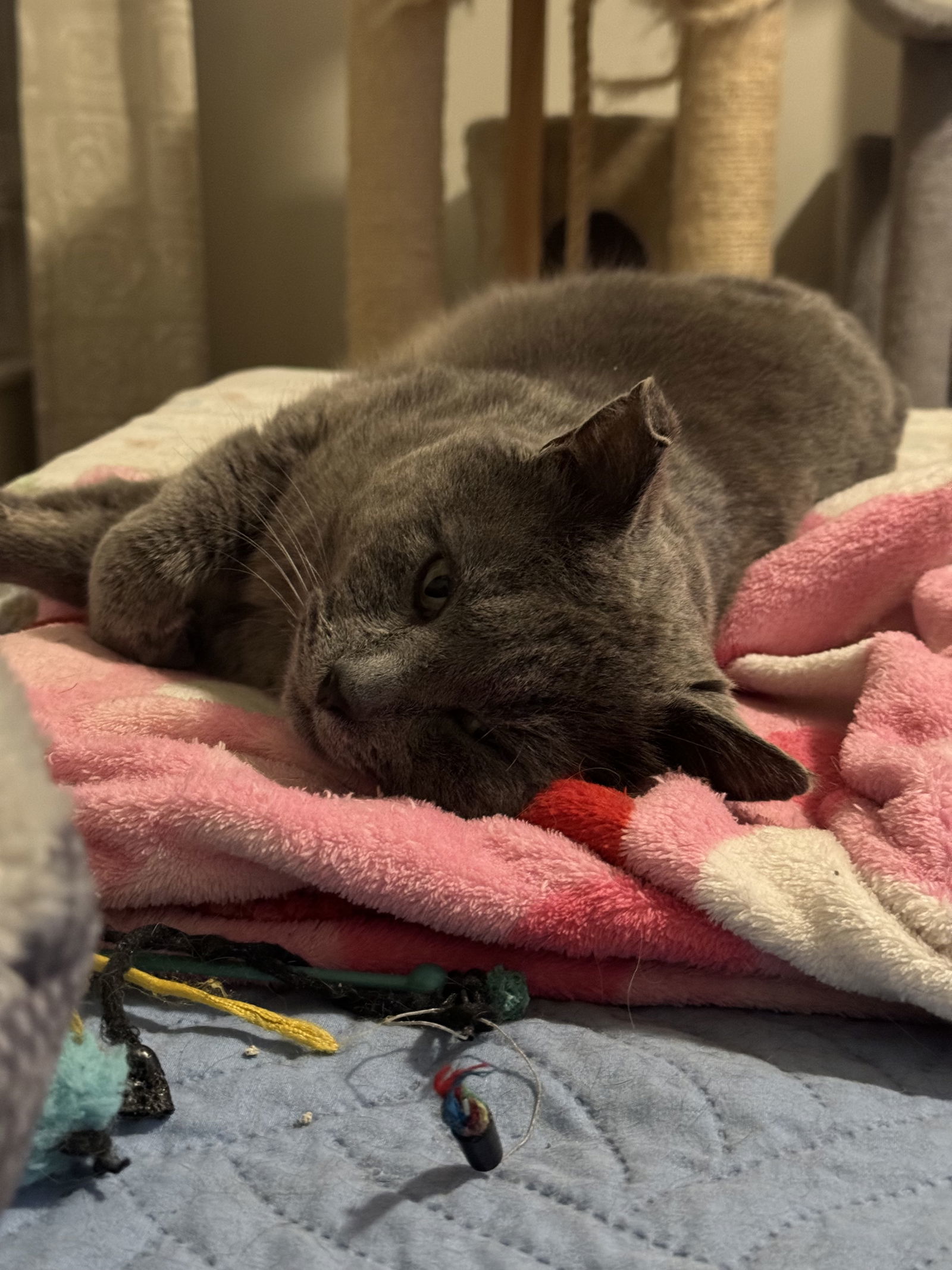 Smokey, an adoptable Domestic Short Hair, British Shorthair in O'Fallon, MO, 63366 | Photo Image 2