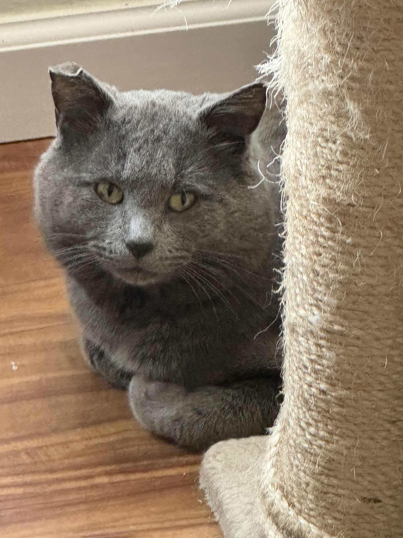 Smokey, an adoptable Domestic Short Hair, British Shorthair in O'Fallon, MO, 63366 | Photo Image 3