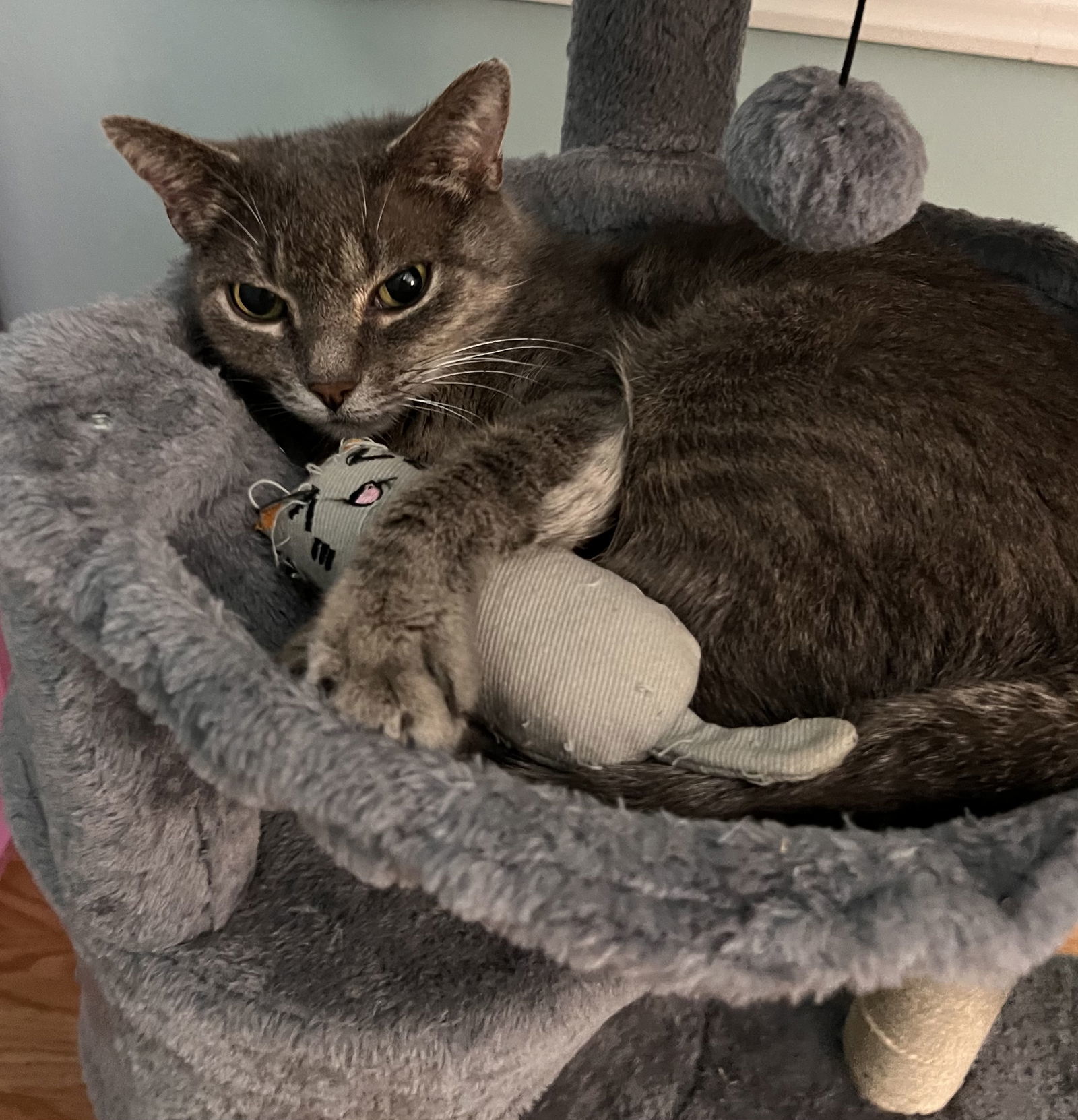 Mama Mo, an adoptable American Shorthair in O'Fallon, MO, 63366 | Photo Image 1