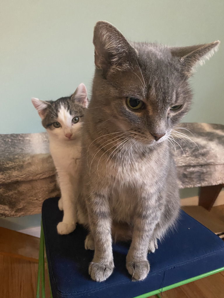 Mama Mo, an adoptable American Shorthair in O'Fallon, MO, 63366 | Photo Image 2