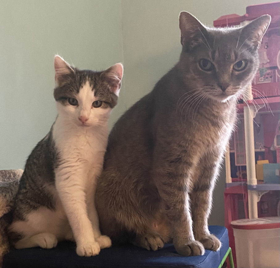 Mama Mo, an adoptable American Shorthair in O'Fallon, MO, 63366 | Photo Image 3