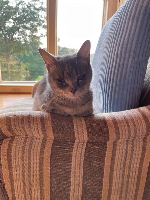 Sarah, an adoptable Domestic Short Hair in O'Fallon, MO, 63366 | Photo Image 1