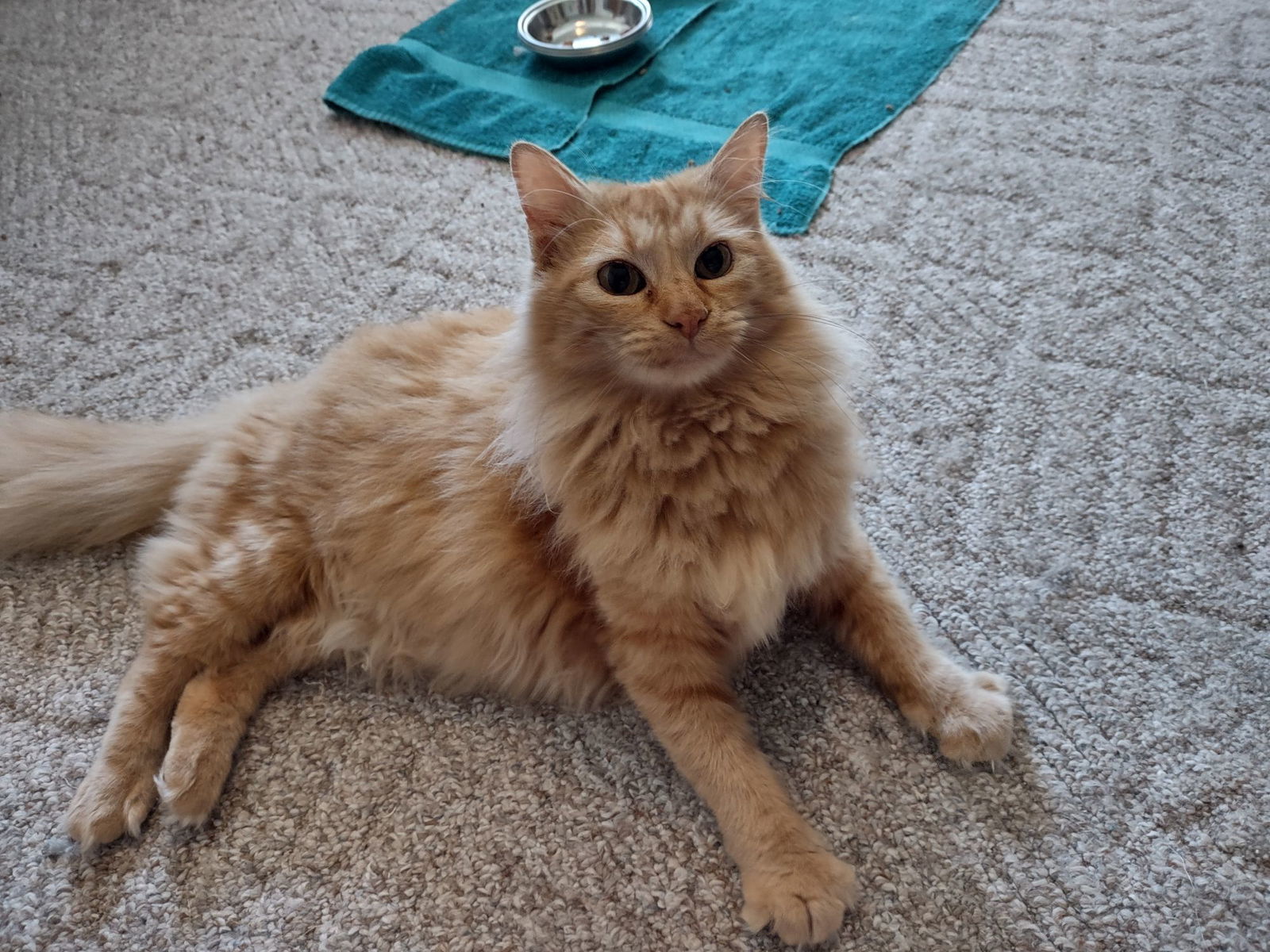 Charm, an adoptable Domestic Medium Hair, Tabby in O'Fallon, MO, 63366 | Photo Image 1