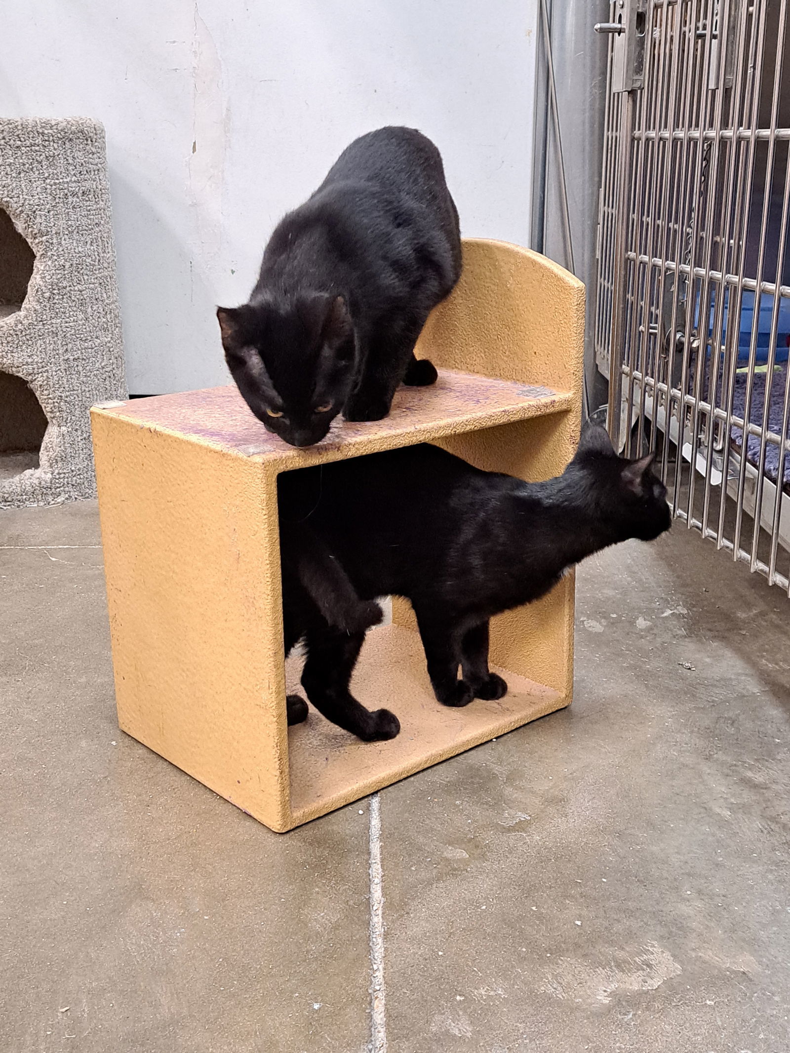 Norton, an adoptable Domestic Short Hair in O'Fallon, MO, 63366 | Photo Image 1