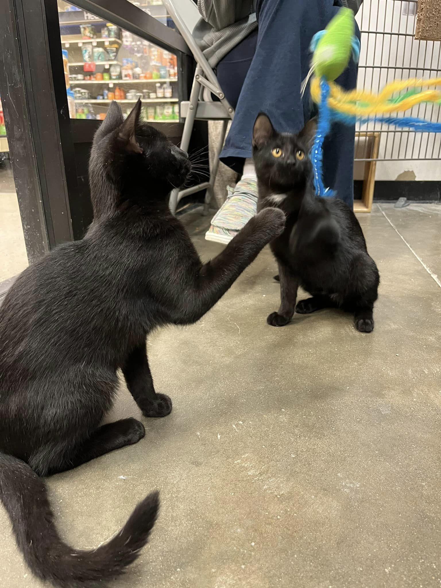 Norton, an adoptable Domestic Short Hair in O'Fallon, MO, 63366 | Photo Image 2