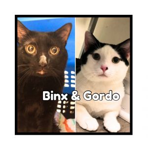 Gordo & Binx Domestic Short Hair Cat