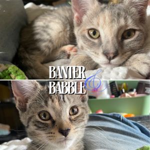 Banter &amp; Babble Domestic Short Hair Cat