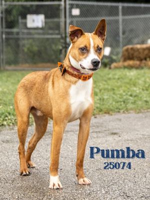 Pumba is a strikingly handsome boy He is a Fox Terrier mix around 1 year old We will update as