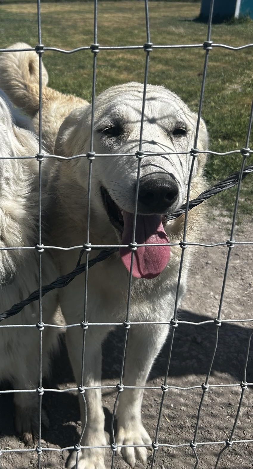 Kuiu/Mia, an adoptable Great Pyrenees, Anatolian Shepherd in Bountiful, UT, 84010 | Photo Image 1