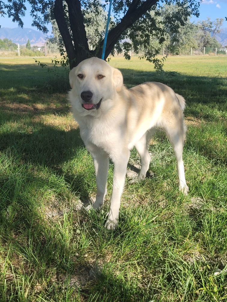 Kuiu/Mia, an adoptable Great Pyrenees, Anatolian Shepherd in Bountiful, UT, 84010 | Photo Image 1