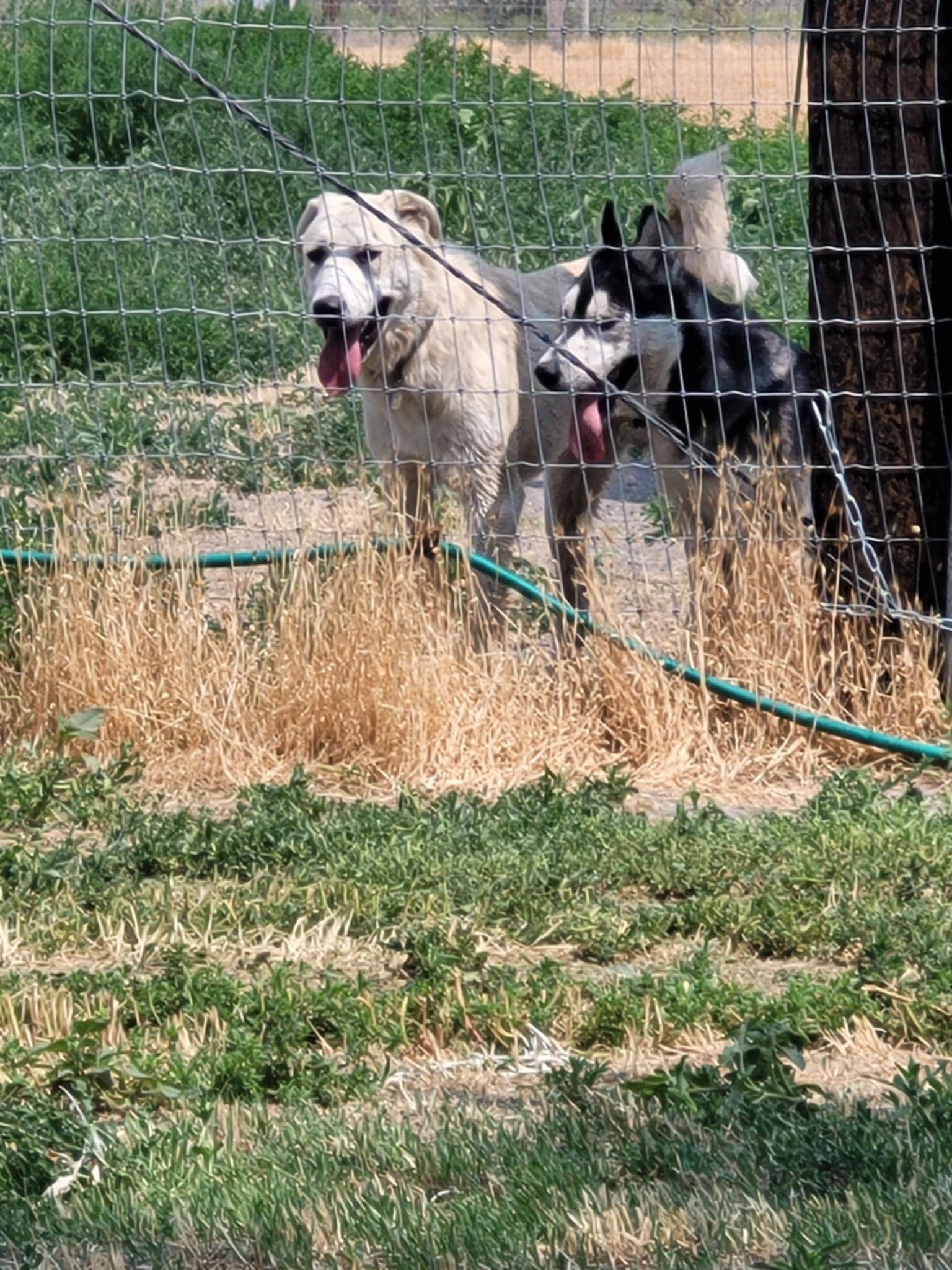 Kuiu/Mia, an adoptable Great Pyrenees, Anatolian Shepherd in Bountiful, UT, 84010 | Photo Image 2