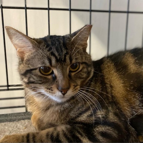 Carrie, an adoptable Domestic Short Hair in Port Aransas, TX, 78373 | Photo Image 1