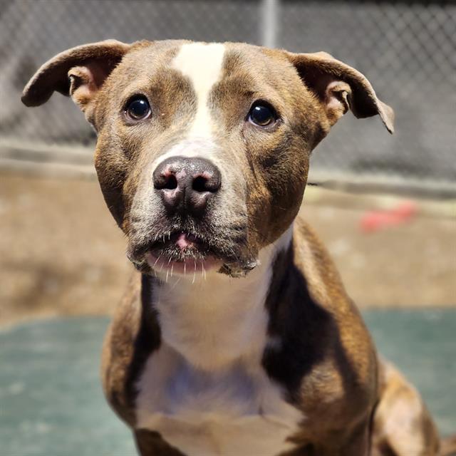 Dog For Adoption - Willard, A Pit Bull Terrier Mix In Indianapolis, In 