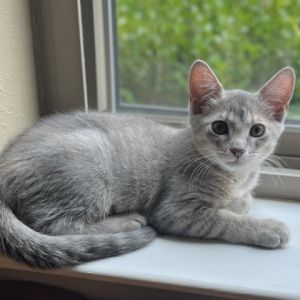 Meet Izzy a kitten with a heart as radiant as her emerald eyes Izzys journey to the shelter is as