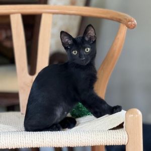 Frieda is an endeavoring and playful bat cat ready to take flight into your world This curious litt