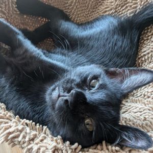 Meet Clio the all-black kitten whos the epitome of a cuddle bug Clio adores being on your shoulde