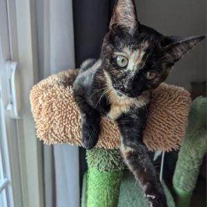 Meet Calliope a sweet and affectionate kitten who has truly come into her own Initially the shy on