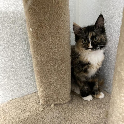 Rosemary, an adoptable Domestic Long Hair in Mount Shasta, CA, 96067 | Photo Image 2