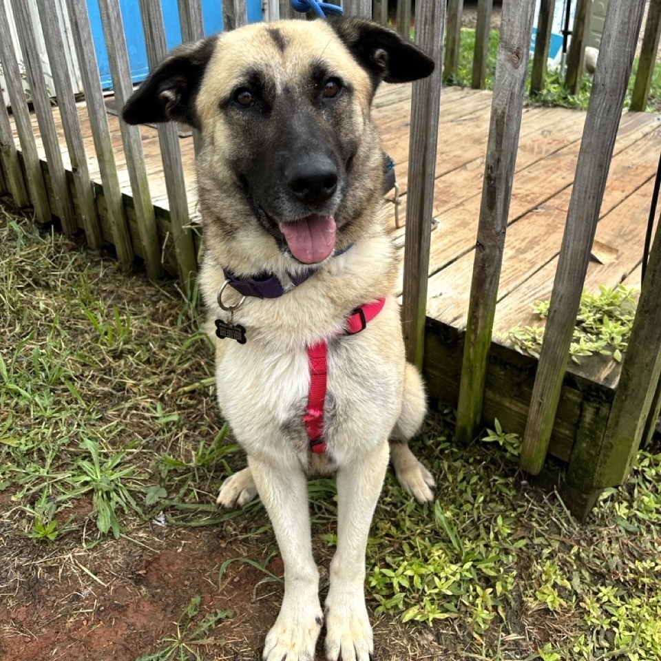 Scarlett, an adoptable Leonberger, German Shepherd Dog in Columbia, SC, 29205 | Photo Image 2