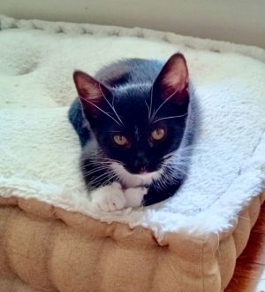 Carleigh is a sweet little girl who enjoys her toys and playing with the other kittenscats in her f