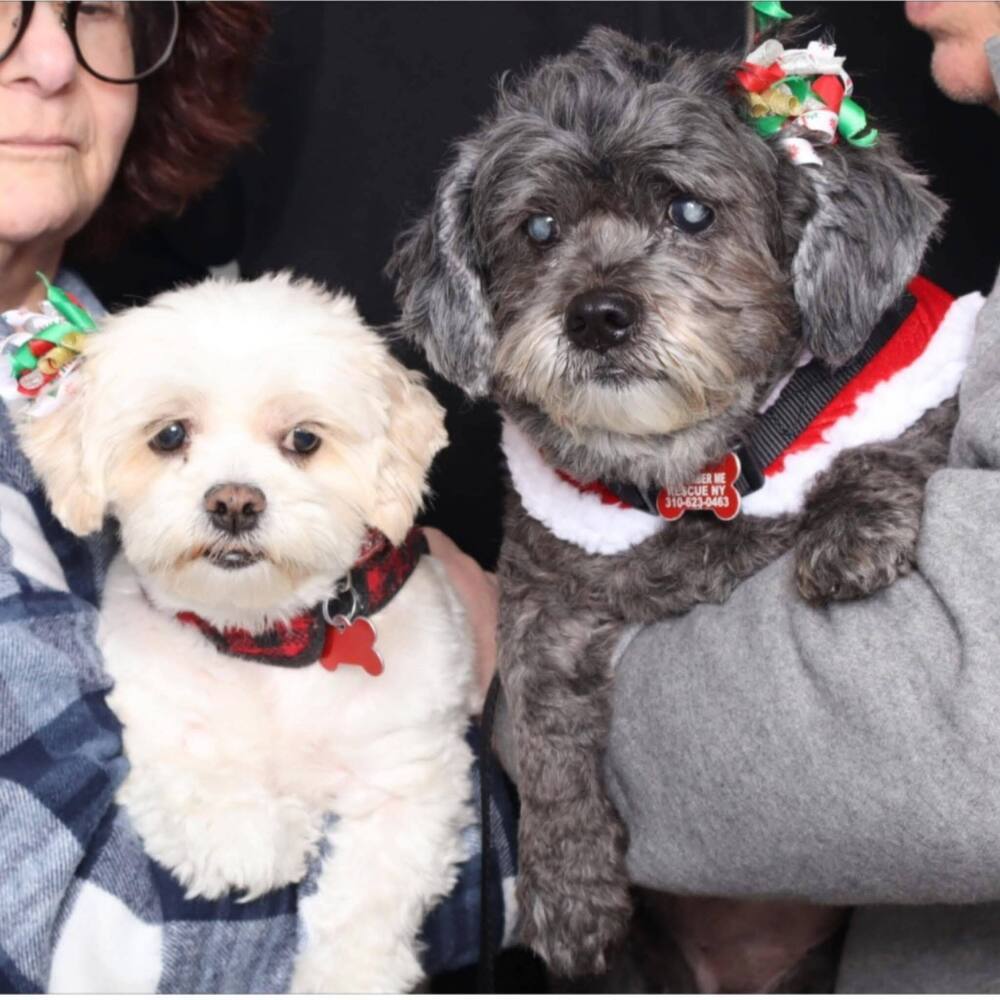 Carol and Suki BONDED PAIR