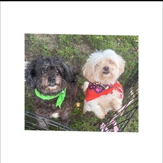 Carol and Suki BONDED PAIR