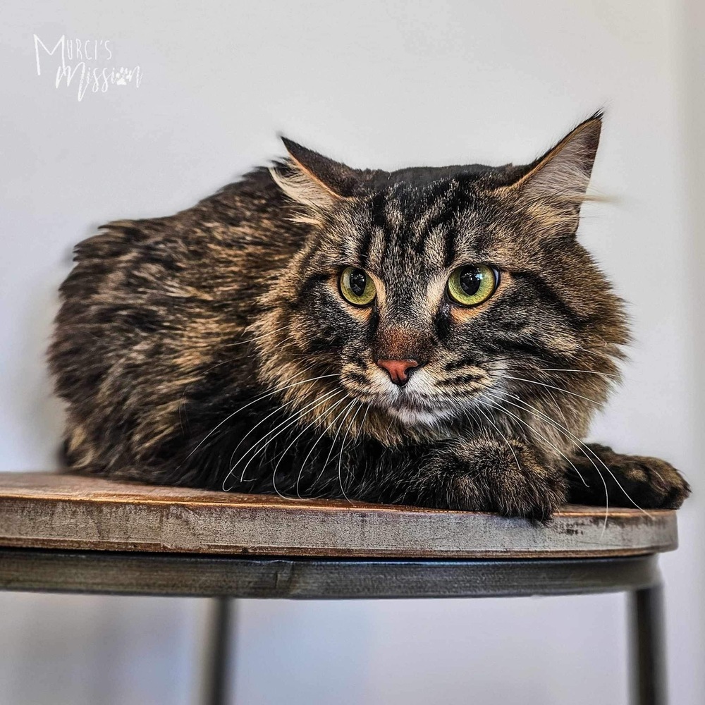 Renny, an adoptable Domestic Long Hair in Spokane , WA, 99209 | Photo Image 2