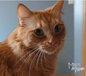 Pumpkin Domestic Long Hair Cat