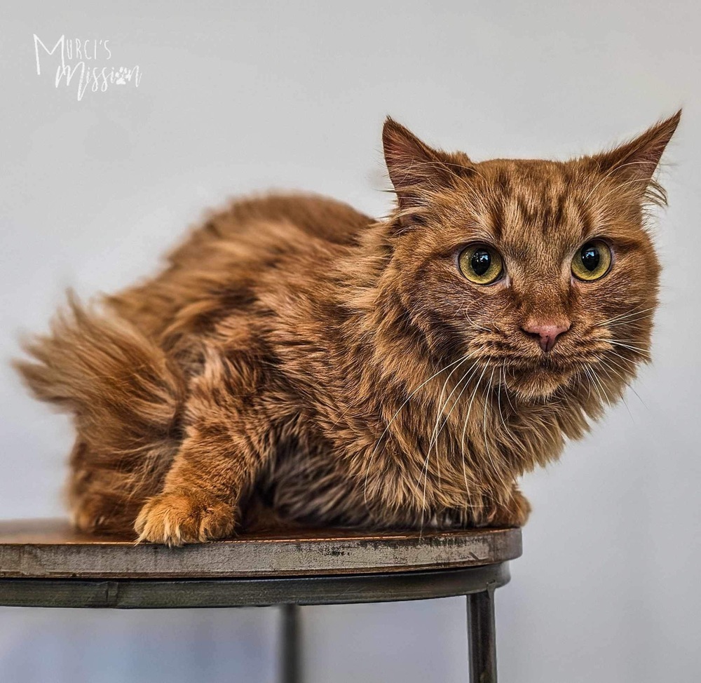 Pumpkin, an adoptable Domestic Long Hair in Spokane , WA, 99209 | Photo Image 2