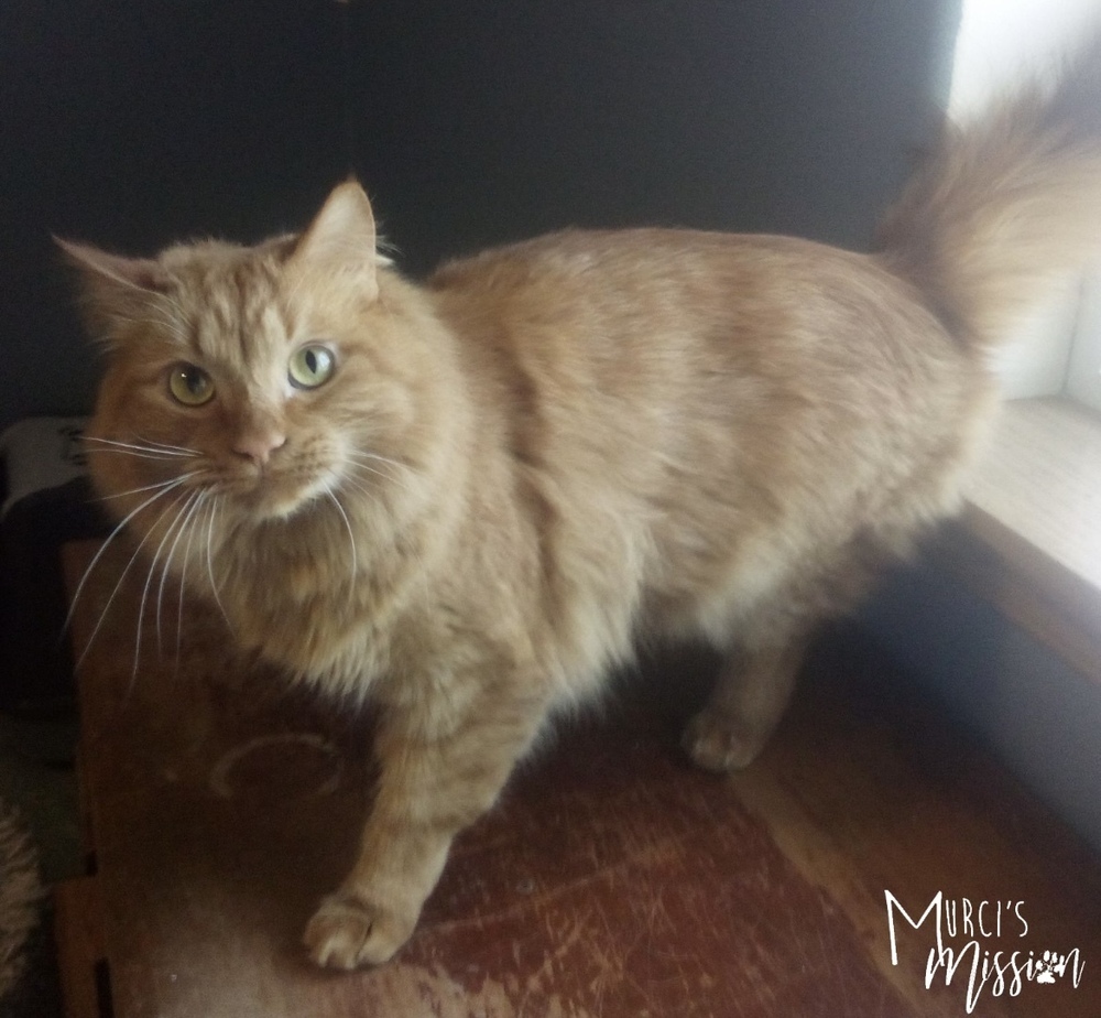 Pumpkin, an adoptable Domestic Long Hair in Spokane , WA, 99209 | Photo Image 2