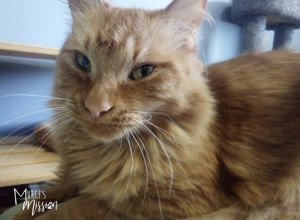 Pumpkin, an adoptable Domestic Long Hair in Spokane , WA, 99209 | Photo Image 4