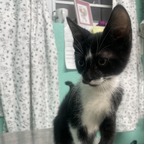 Inky, an adoptable Domestic Short Hair in Guaynabo, PR, 00969 | Photo Image 1