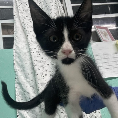 Cloudy, an adoptable Domestic Short Hair in Guaynabo, PR, 00969 | Photo Image 1