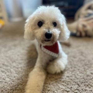 Lucky Cooper is an 11-and-a-half-year-old miniature poodle with a vibrant personality and a love for