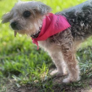 Like many dogs that CAMO rescues Adrienne came to us in quite bad shape with severe dental disease