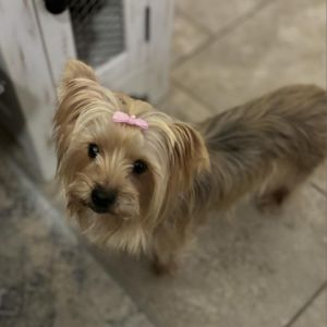 Nina Marie is a 5 year yorkie mix that weighs approximately 85 pounds She was 
