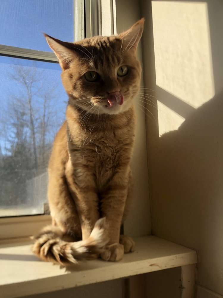 Albert, an adoptable Domestic Short Hair in Trenton, ME, 04605 | Photo Image 1