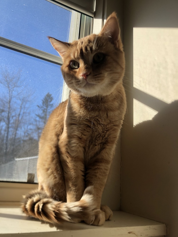 Albert, an adoptable Domestic Short Hair in Trenton, ME, 04605 | Photo Image 2