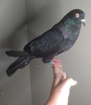 This is Cortez She was too starved to fly  too weak to survive much longer  self-rescued by foll