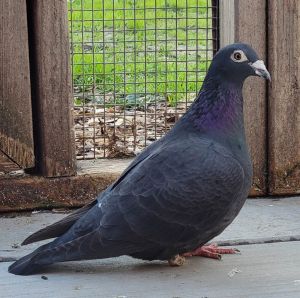 Martin w/ Fenwick, Adult Female Pigeon