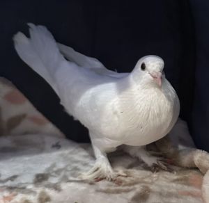 Pal Pigeon Bird