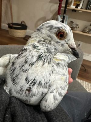 Waldo is probably one of the dorkiest adorable pigeons Palomacy has ever had the pleasure of foster