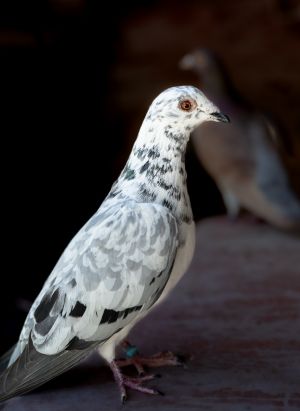 Waldo Pigeon Bird