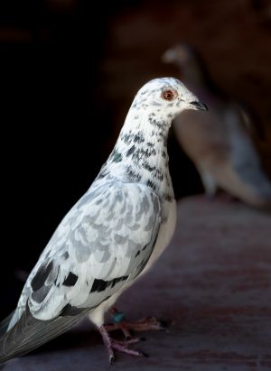 Waldo is probably one of the dorkiest adorable pigeons Palomacy has ever had the pleasure of foster