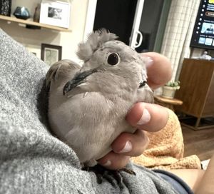 Many of our birds are lucky to be alive after the conditions theyre found in and Chai is definitel