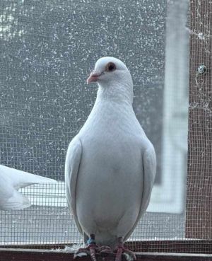 Calvin w/ Timber Pigeon Bird