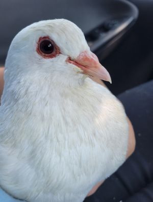Tooney w/ Razzle, Adult Male Pigeon